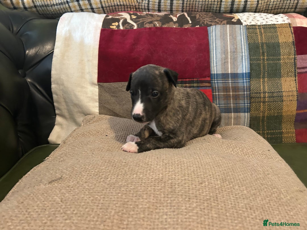 Whippet dogs for sale: Whippet Pups  - Image 17