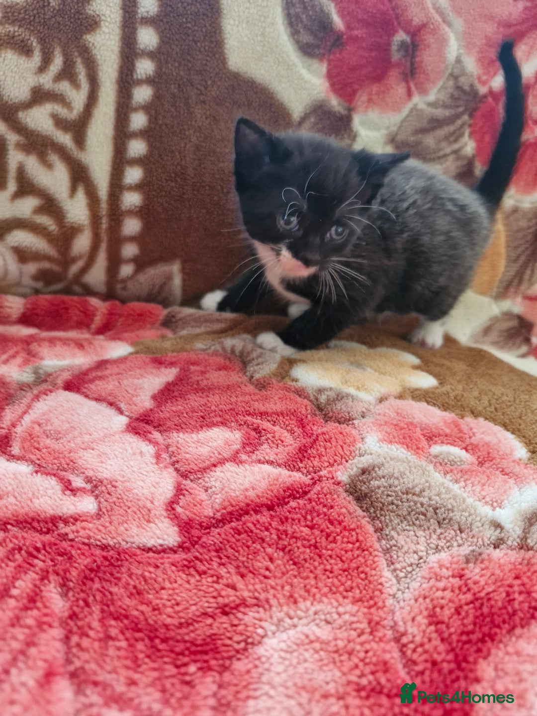 Mixed Breed cats for sale: Little kittens  - Advert 7