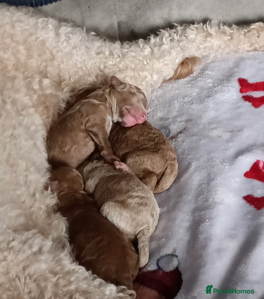 Toy Poodle dogs for stud: Red Toy Poodle for STUD KC Registered in Dudley - Advert 15