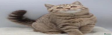 British shorthair chocolate tabby 