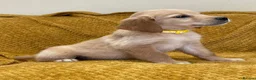 Golden Retriever dogs for sale: Quality litter of KC reg Golden Retriever puppies - Advert 18