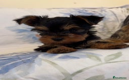 Yorkshire Terrier dogs for sale: Last Mini Yorkshire terrier boy  - Image 3