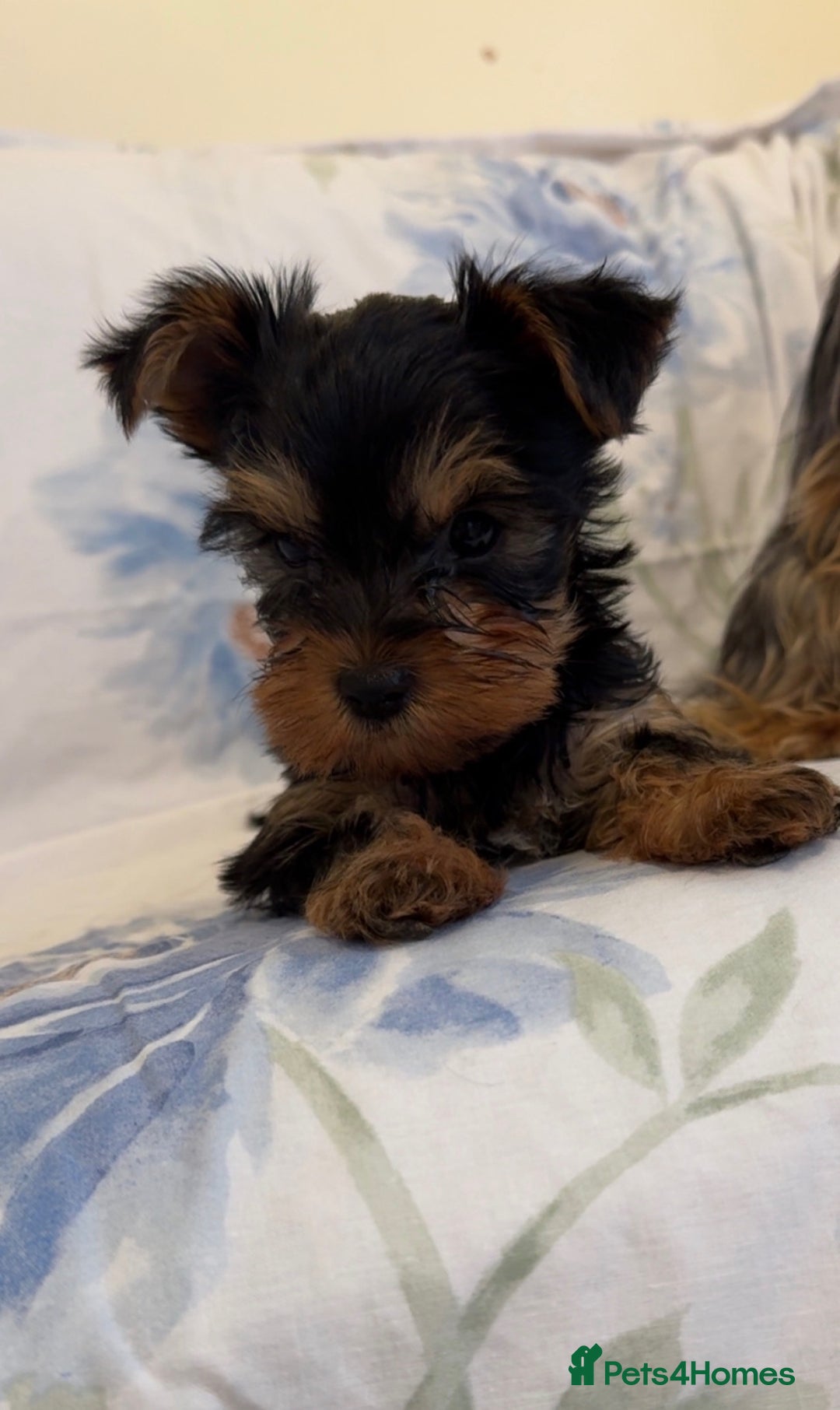 Yorkshire Terrier dogs for sale: Last Mini Yorkshire terrier boy  - Image 3