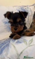 Yorkshire Terrier dogs - Advert 5