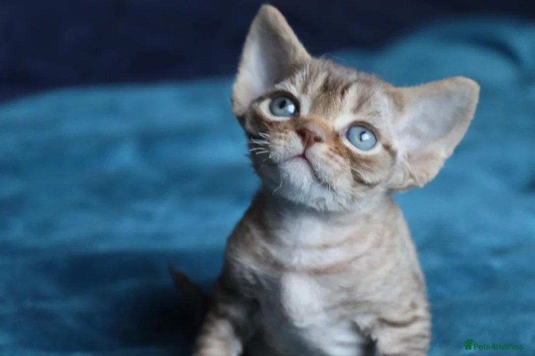 Devon Rex cats for sale: 🎉Beautiful, healthy and full pedigree Devon Rex🎉 - Advert 22