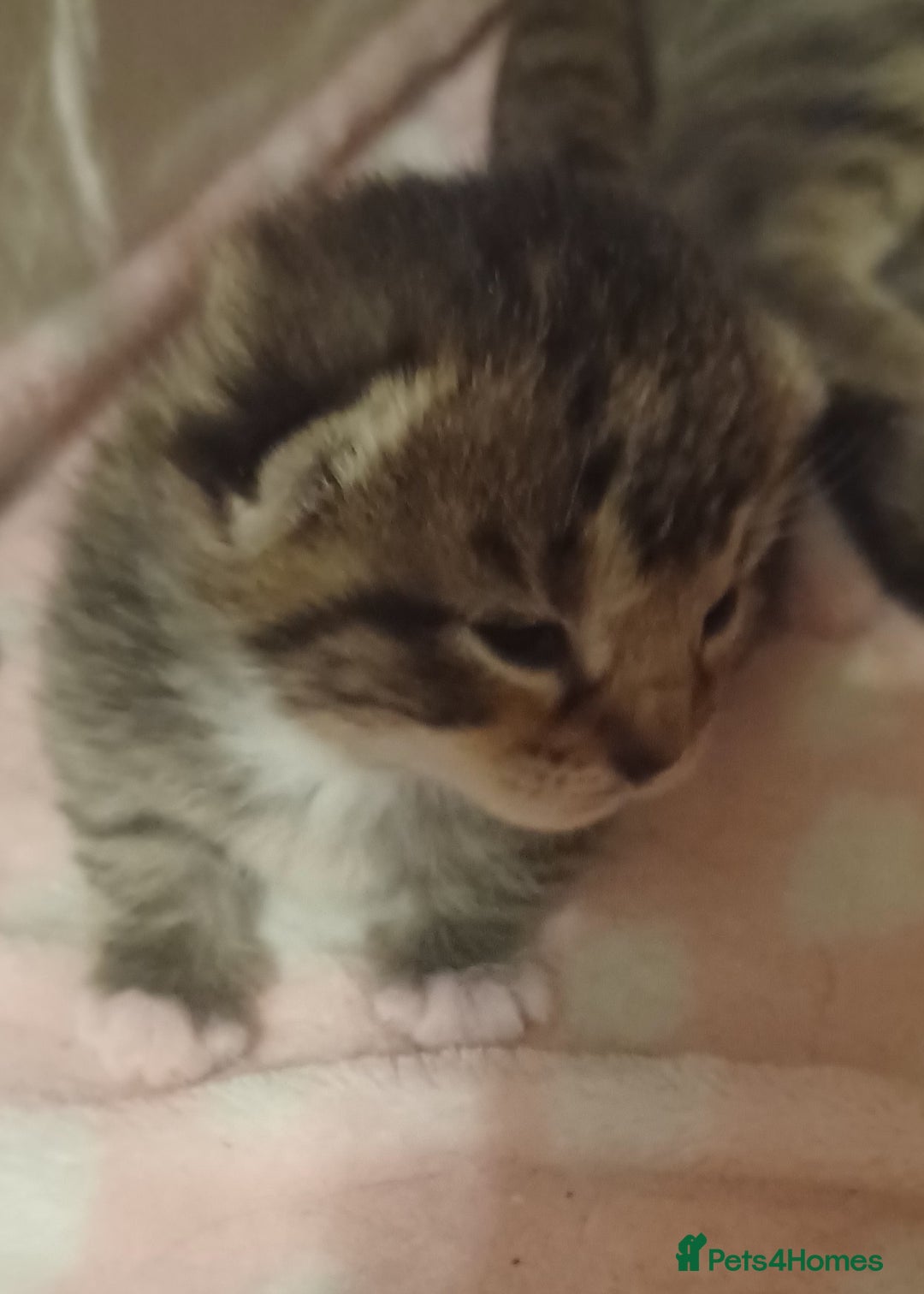 Bengal cats for sale: Gorgeous litter of half bengal babies - Advert 8