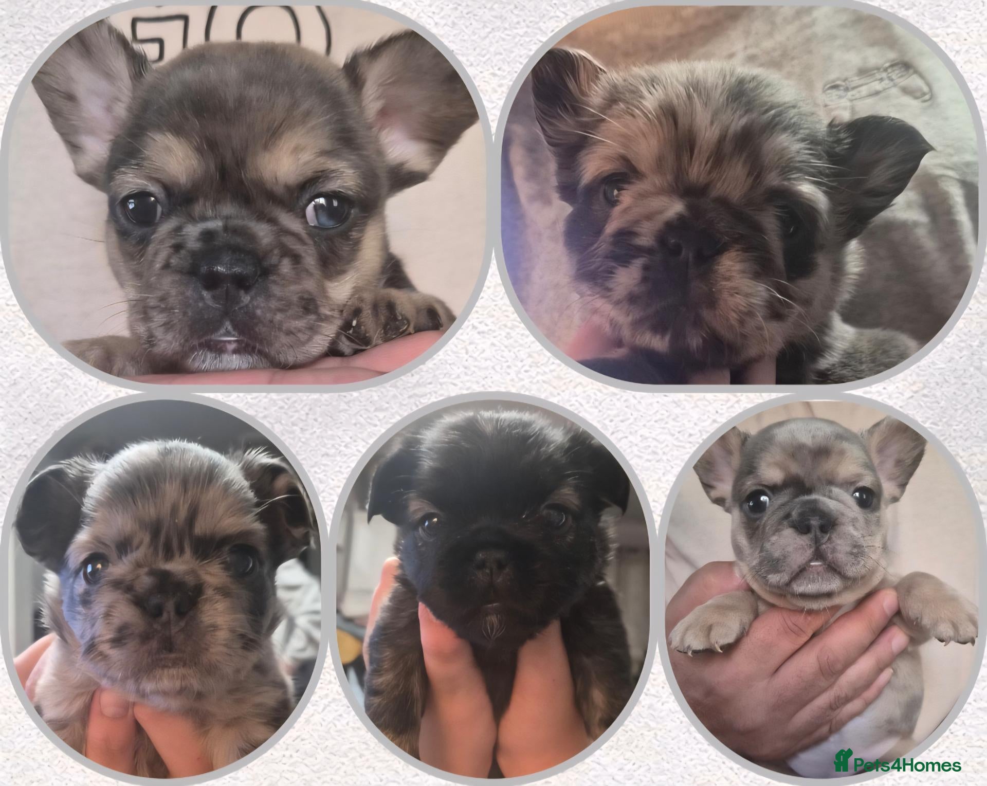 French Bulldog dogs 6 stunning french bulldog puppies - Advert 18