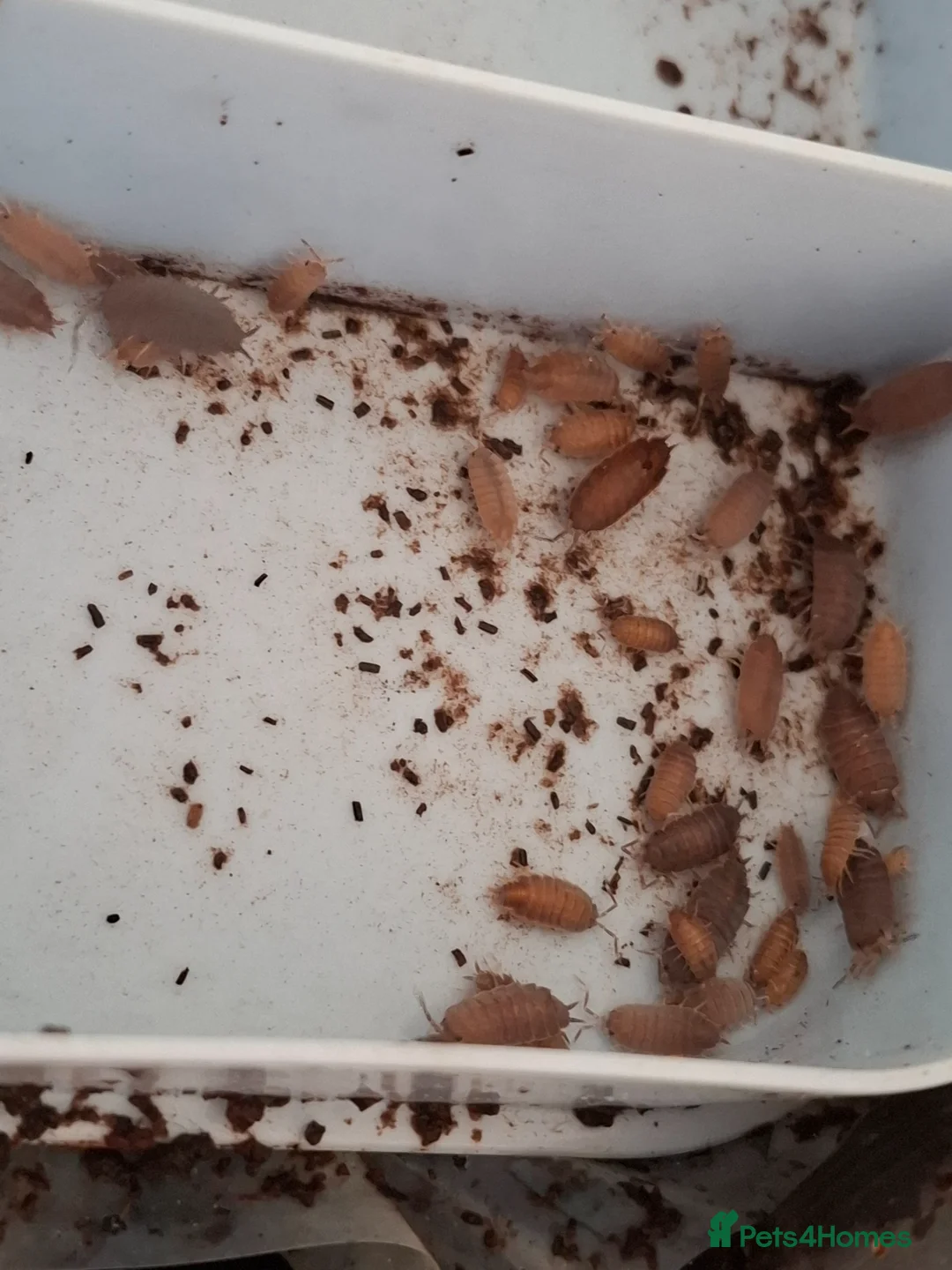 Isopods invertebrates for sale: Mixed isopods, mixed varieties. - Advert 1