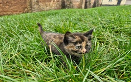 Mixed Breed cats for sale: Beautiful fluffy farm kittens - Image 3