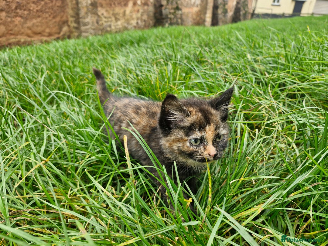Mixed Breed cats for sale: Beautiful fluffy farm kittens - Image 3