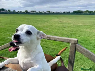 Mixed Breed dogs Stunning JR / Dachshund Pups - Advert 1