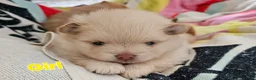 Pomeranian dogs for sale: Beautiful 3 Pomeranians up for reservation! - Advert 6