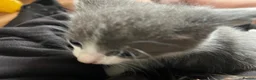 Mixed Breed cats for sale: 4 kittens ready by the 31st august - Advert 5