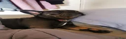 French Bulldog dogs for sale: Ruby1 in Bolton - Advert 1