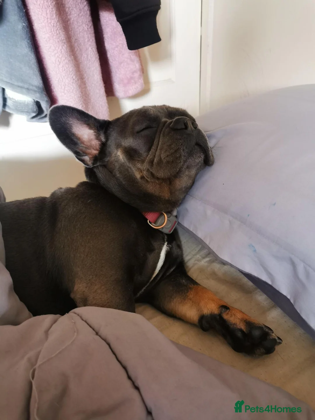 French Bulldog dogs for sale: Ruby1 in Bolton - Advert 1