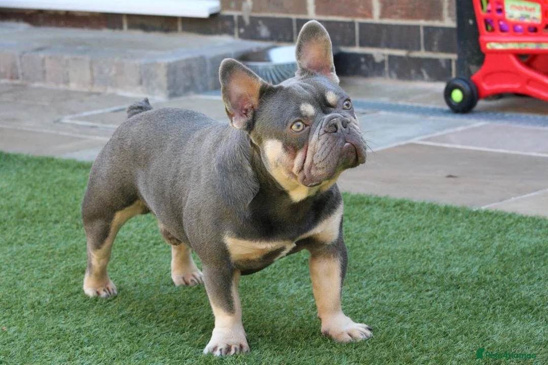 French Bulldog dogs for stud: STUD Lilac and Tan ATAT SHAGGY! in Derby - Advert 3