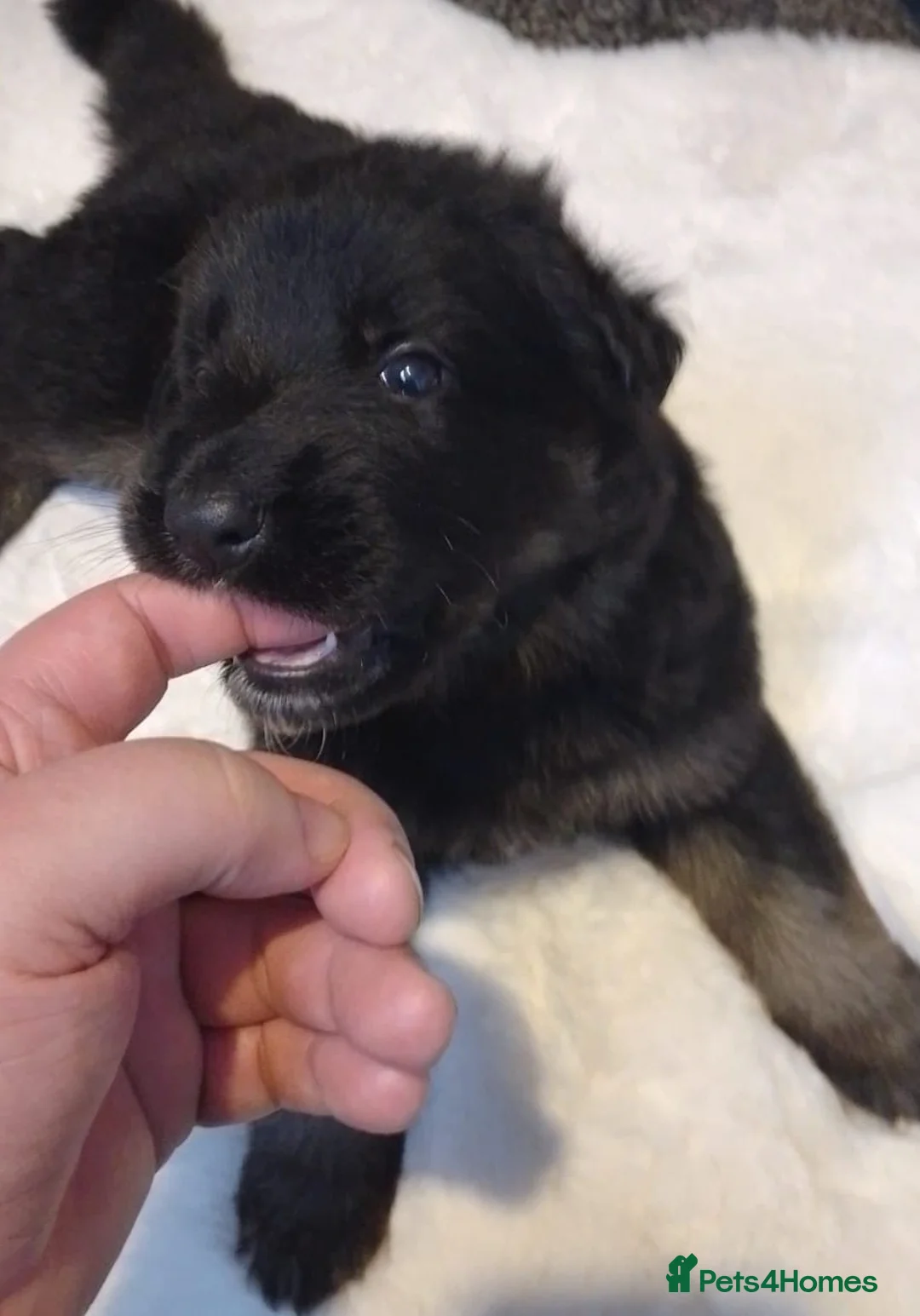 German Shepherd dogs for sale: Straight back Long coat German Shepherd pups - Advert 23