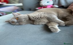 British Shorthair cats for sale: British Shorthair Cats - Image 5