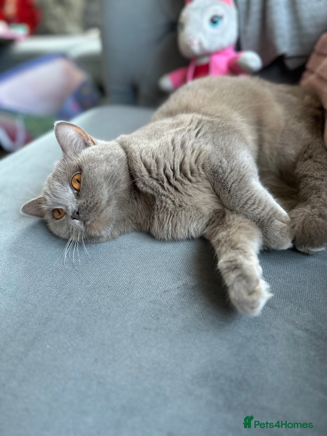 British Shorthair cats for sale: British Shorthair Cats - Image 5