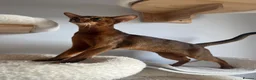 Abyssinian cats for sale: Gorgeous Boy Jerry - Advert 4