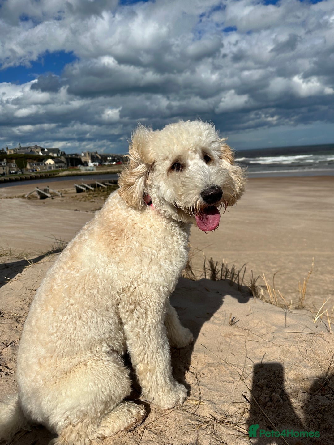 Goldendoodle dogs for sale: Beautiful Goldendoodle - Image 6