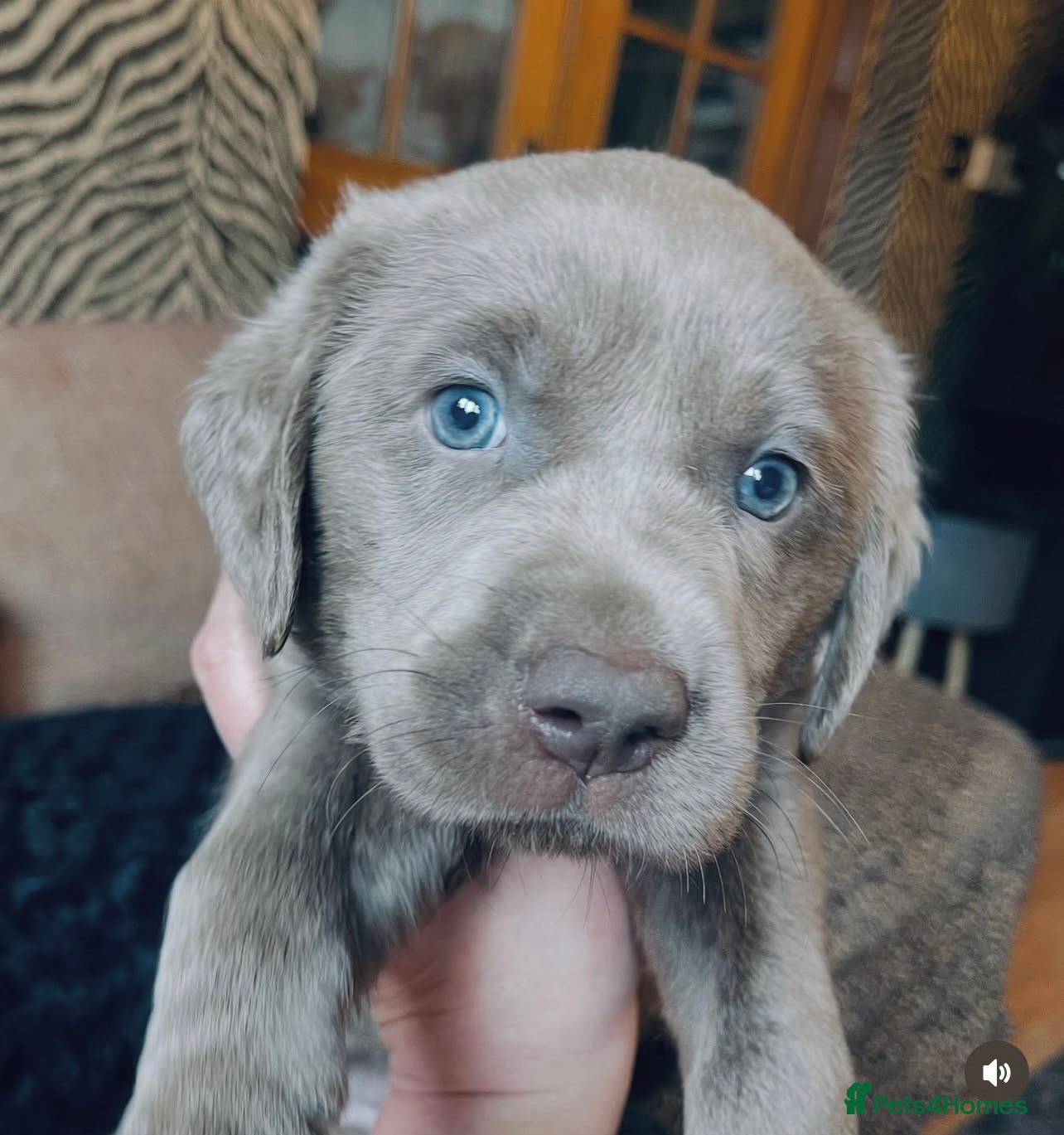 Labrador Retriever dogs Stunning Pure Pedigree Silver Labrador Puppies - Advert 13
