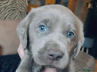 Labrador Retriever dogs Stunning Pure Pedigree Silver Labrador Puppies - Advert 13