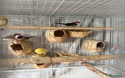 Canaries birds for sale: Bird Cage and Birds - Image 8