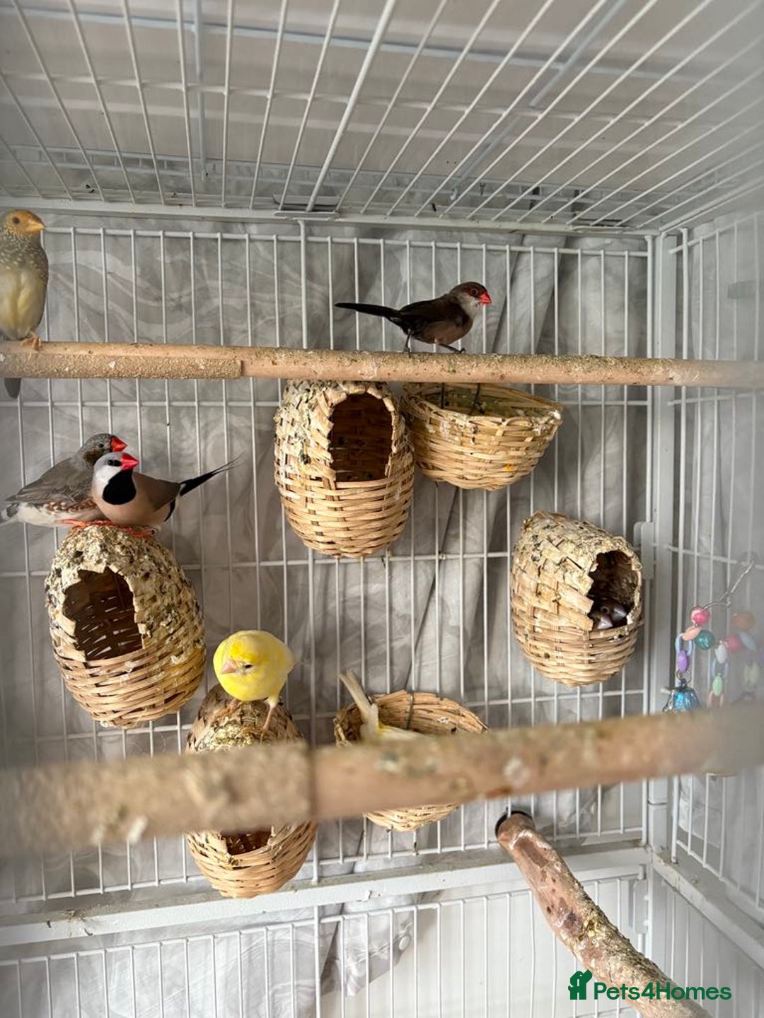 Canaries birds for sale: Bird Cage and Birds - Image 8