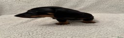 Miniature Dachshund dogs for sale: Miniature dachshund READY NOW - Advert 15