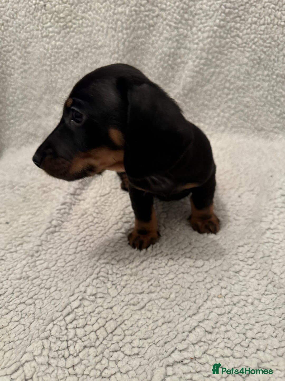 Miniature Dachshund dogs for sale: Miniature dachshund READY NOW - Advert 15