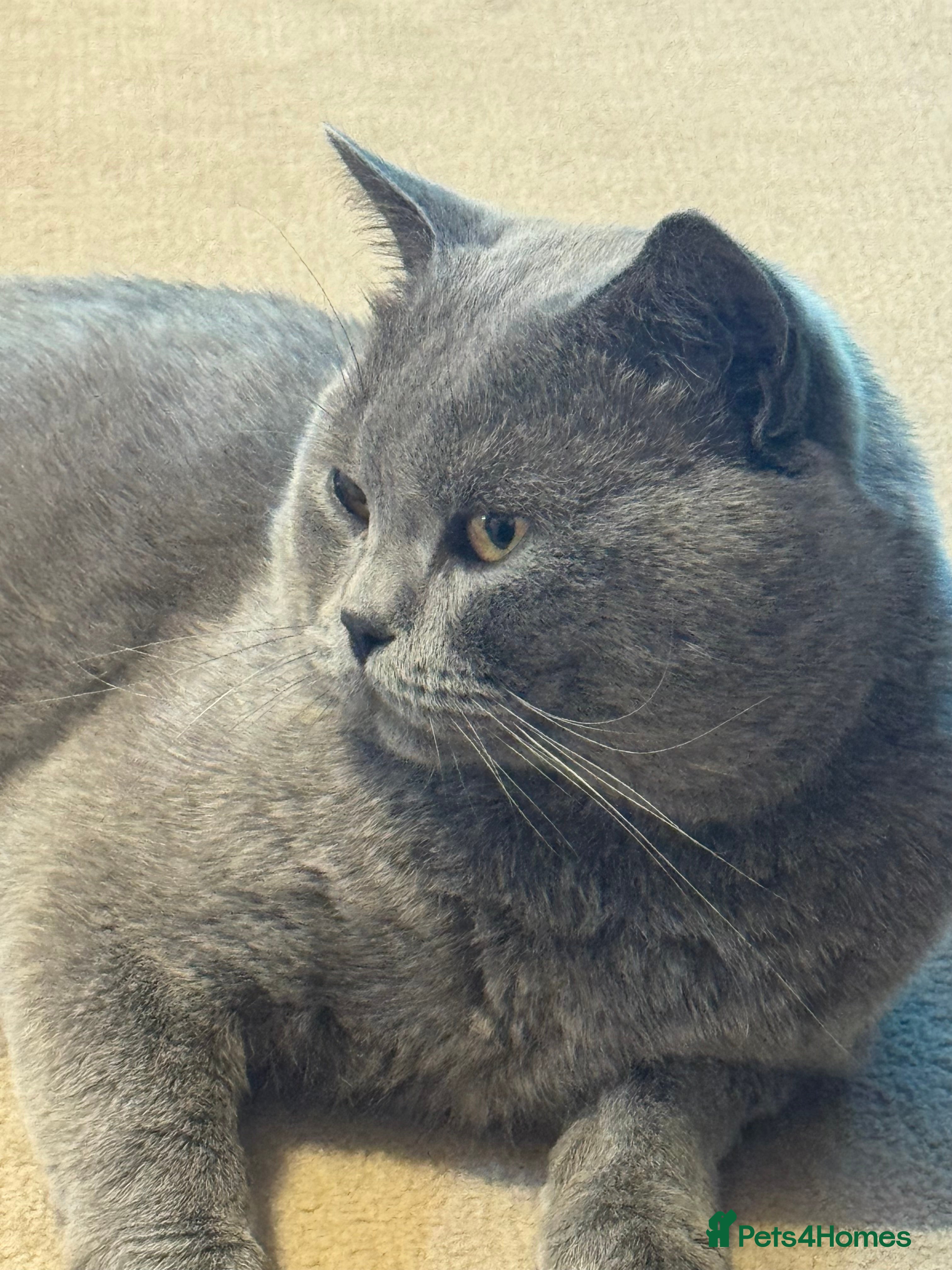 British Shorthair cats Lovely British Shorthair Male, 2 Years Old - Advert 1