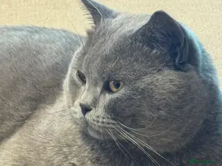 British Shorthair cats Lovely British Shorthair Male, 2 Years Old - Advert 1
