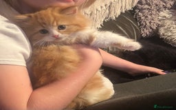 RagaMuffin cats for sale: Gorgeous long haired female  - Image 8