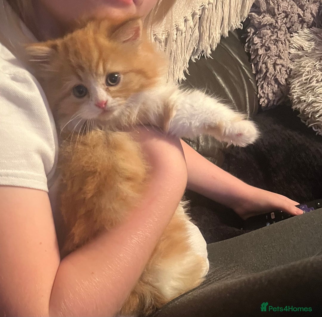 RagaMuffin cats for sale: Gorgeous long haired female  - Image 8