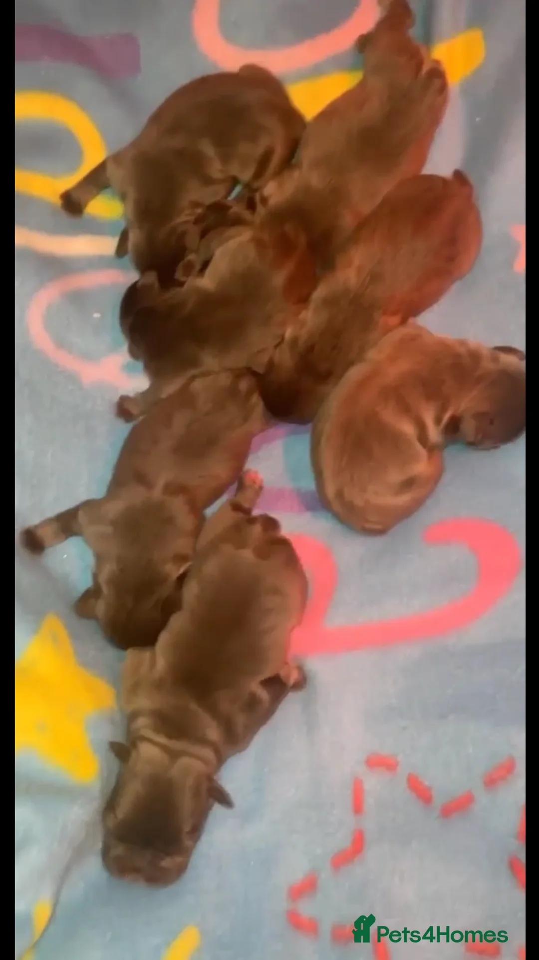 French Bulldog dogs for stud: R.F.G Graded 0-F.B.C.E Silver- B.V.A. Clear  in Darlington - Advert 6