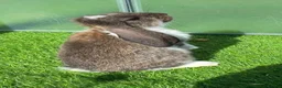 French Lop rabbits for sale: Pure French lop - Advert 7