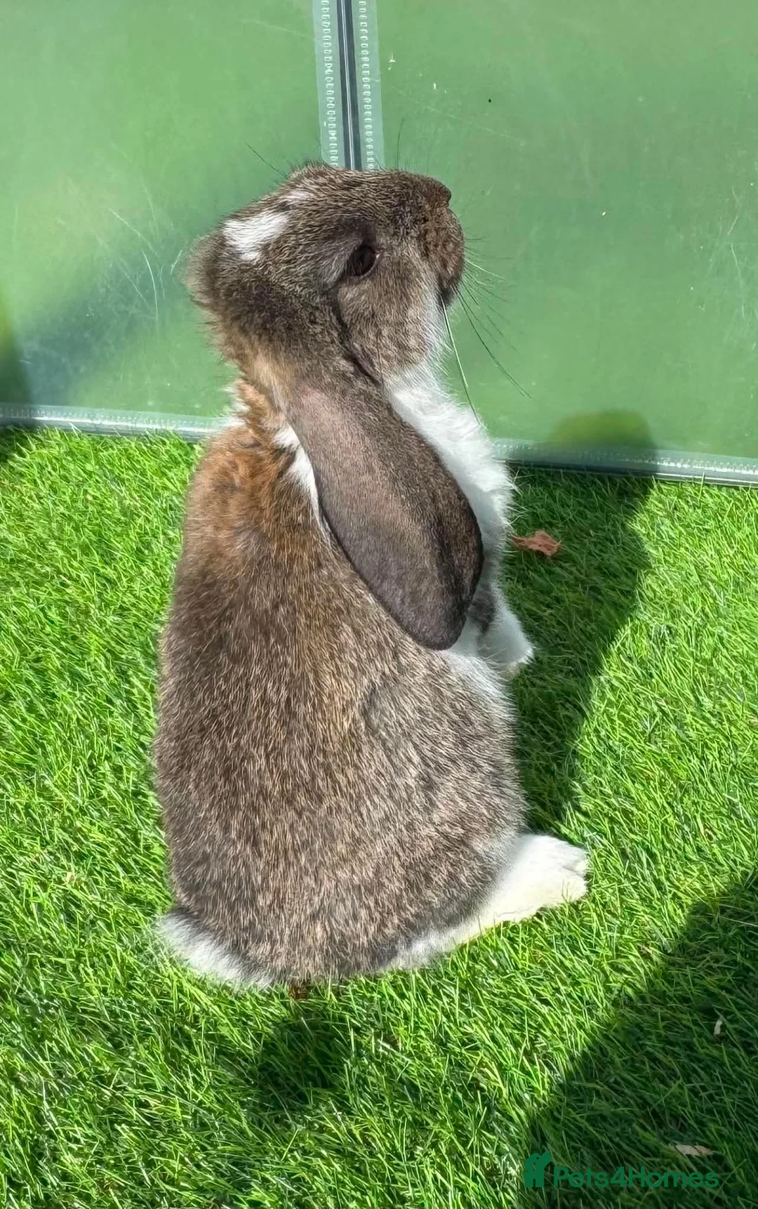 French Lop rabbits for sale: Pure French lop - Advert 7