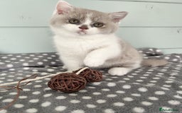 British Shorthair cats for sale: Blue/cream biocolour British short hair kitten - Image 28