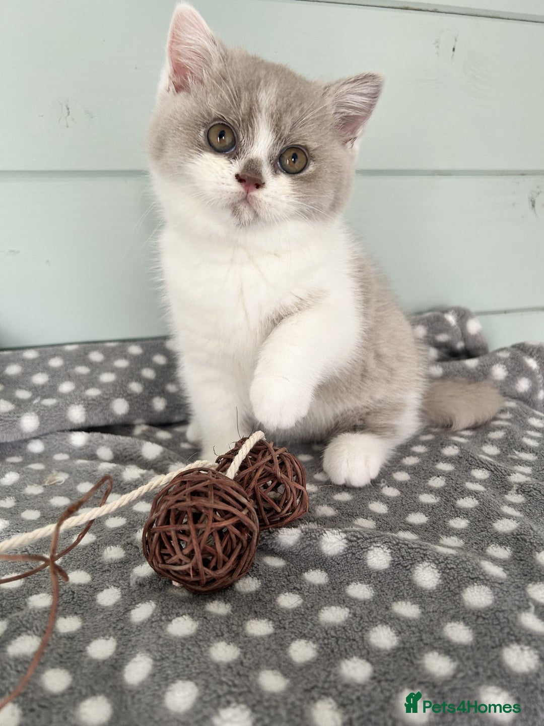 British Shorthair cats for sale: Blue/cream biocolour British short hair kitten - Image 28