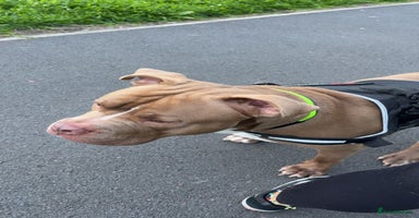 Mixed Breed dogs - Advert 6