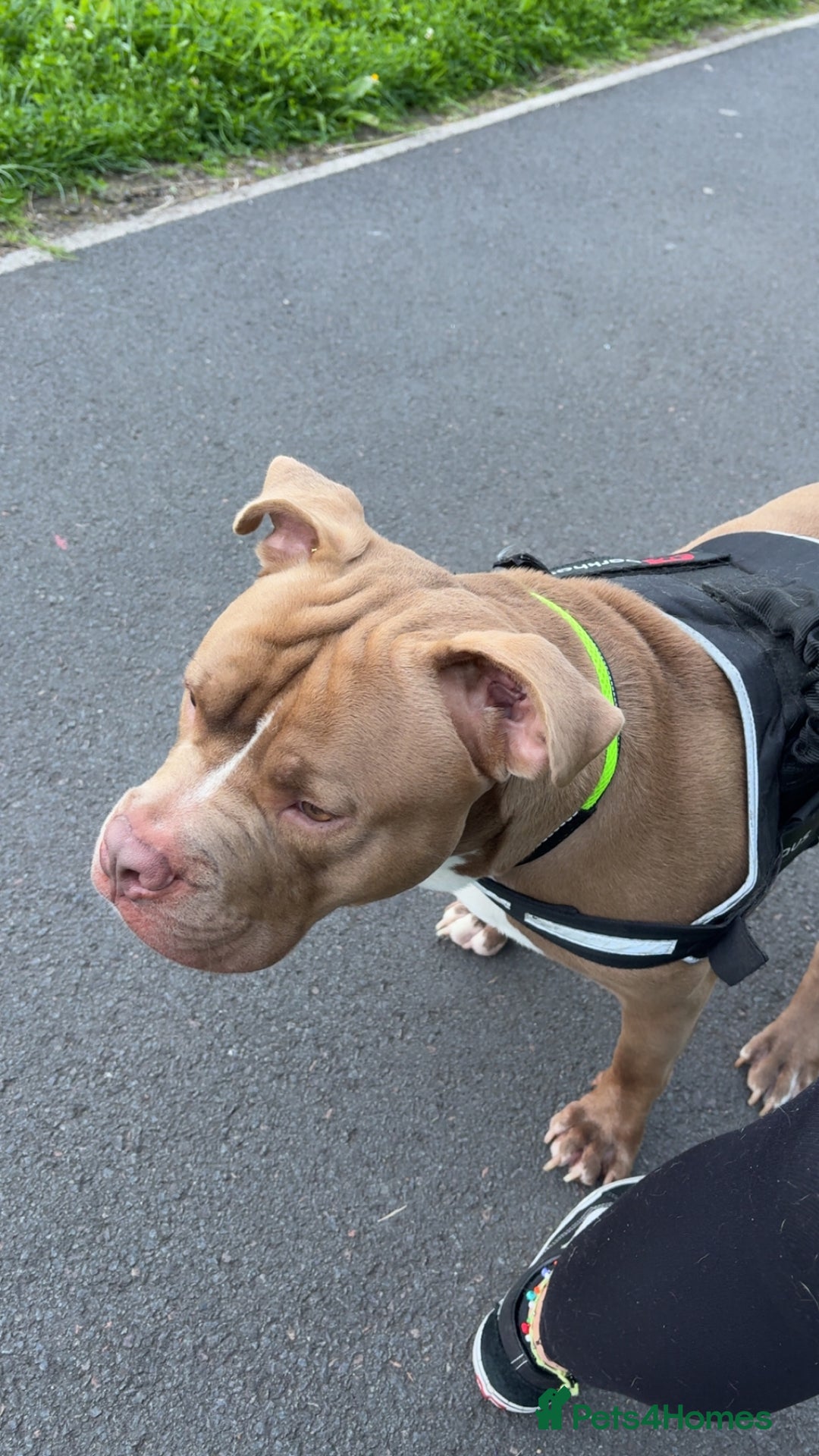 Mixed Breed dogs for sale: Rocco - Image 3