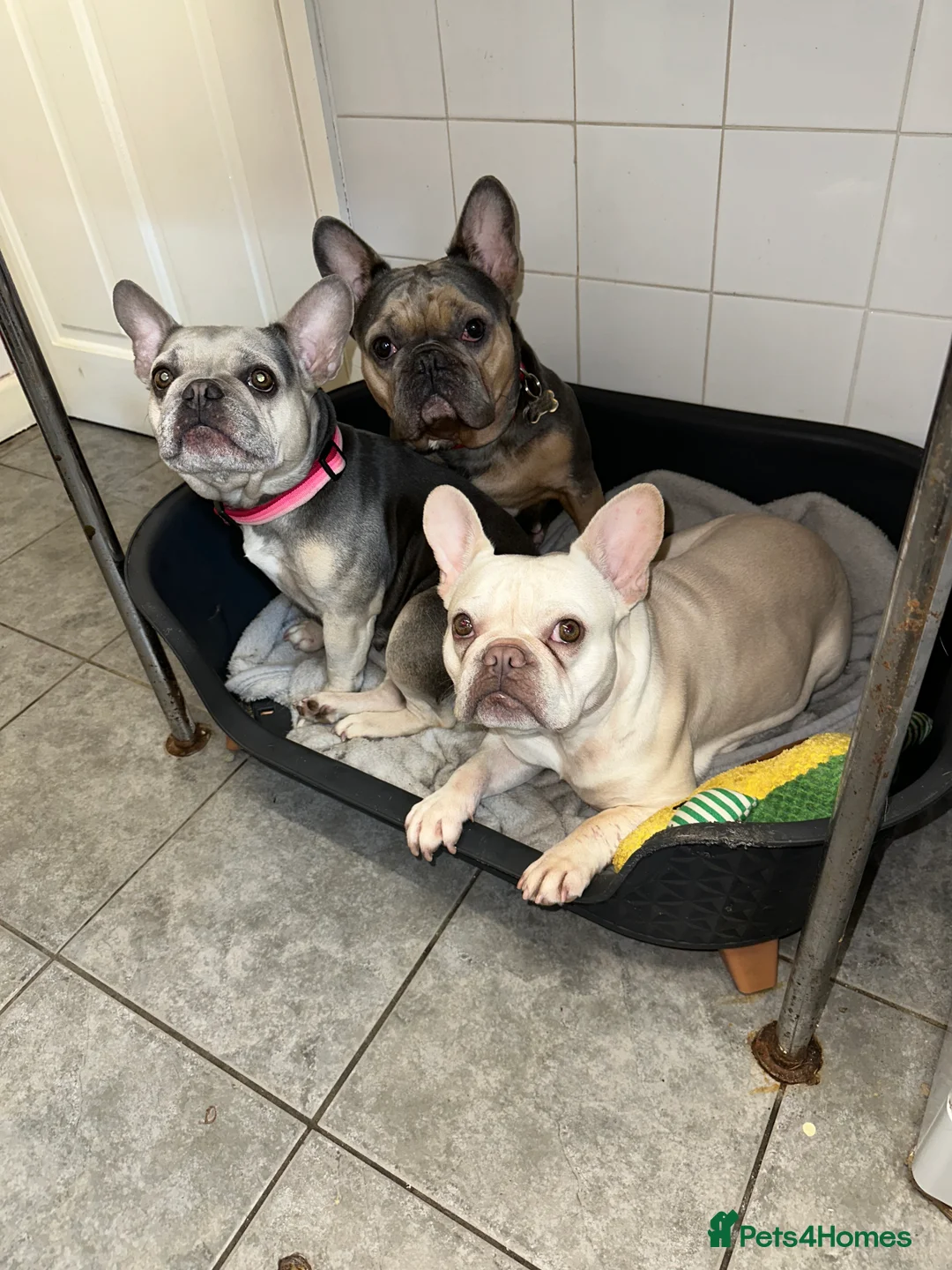 French Bulldog dogs for sale: Platinum lilac French bulldog girl  in Treharris - Advert 2