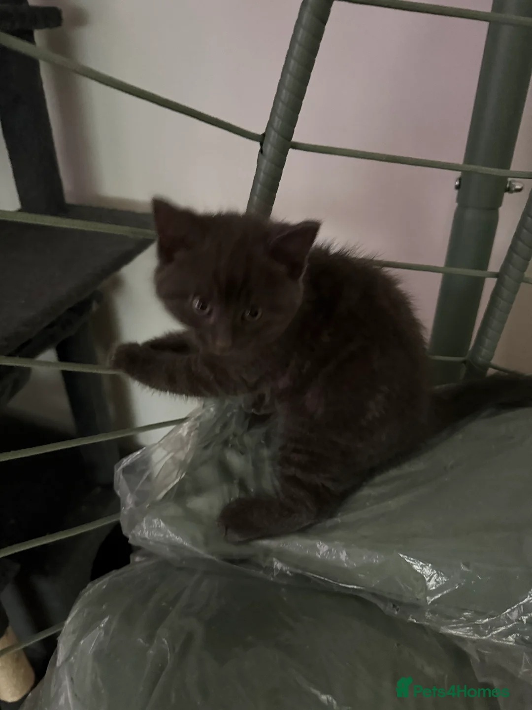 Mixed Breed cats for sale: Kittens Aga in ELY - Advert 2