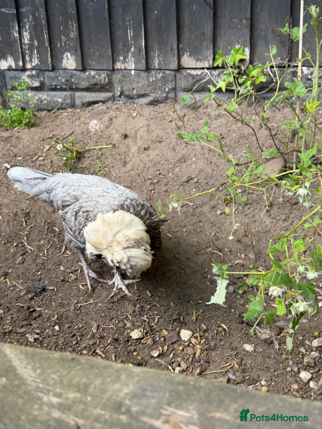 Chickens poultry for sale: Beautiful Polish girl in Neston - Advert 3