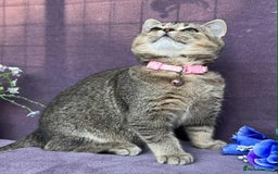 British Shorthair cats for sale: OPEN TO OFFERS TICA registered BSH kittens - Image 14