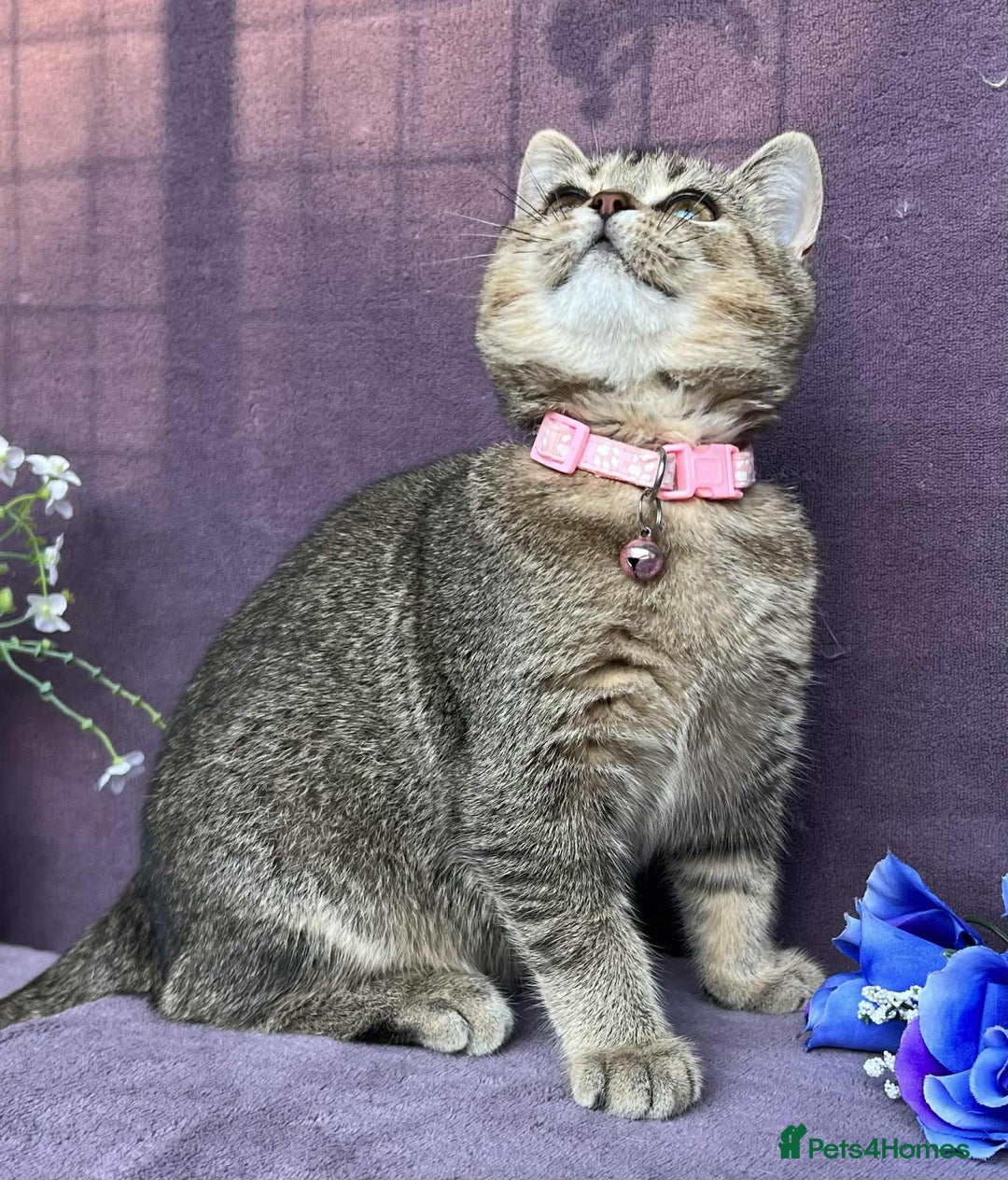 British Shorthair cats for sale: OPEN TO OFFERS TICA registered BSH kittens - Image 14