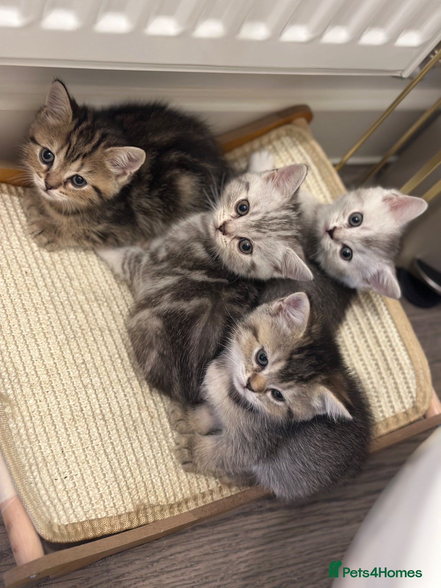 British Shorthair cats for sale: British Shorthair Kittens  - Advert 1