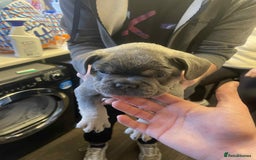 French Bulldog dogs for sale: Puppy French bulldogs - Image 3