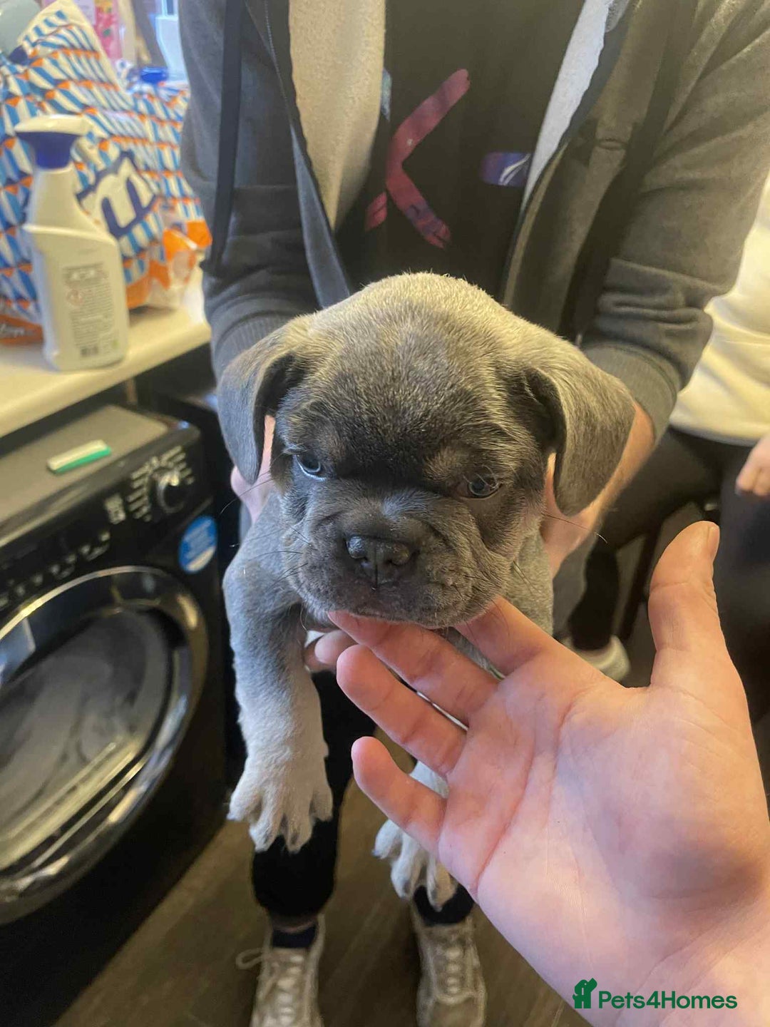 French Bulldog dogs for sale: Puppy French bulldogs - Image 3